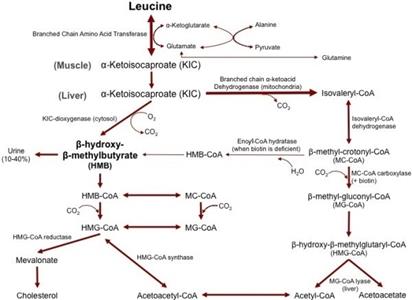 Leucine