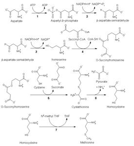 Methionine