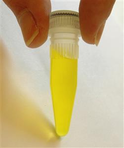 Riboflavina