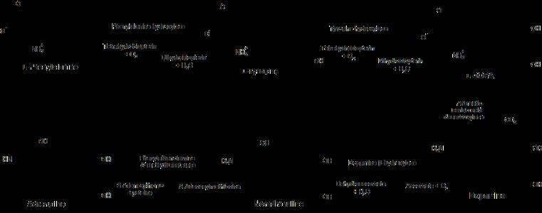 Tyrosine