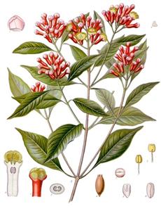 clove