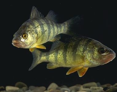 perch